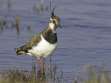 Lapwing, Adult in Breeding Plumage, Scotland Lámina fotográfica por Mark Hamblin Lapwing, Adult in Breeding Plumage, Scotland Lámina fotográfica por Mark Hamblin