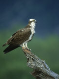 Osprey, Pandion Haliaetus Male on Branch Scotland, UK Photographic Print by Mark Hamblin