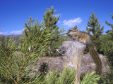 Least Chipmunk on Small Log Showing Habitat, Wyoming, USA Photographic Print by Mark Hamblin