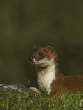 Stoatmustela Ermineaclose-Up Portraituk Lámina fotográfica por Mark Hamblin