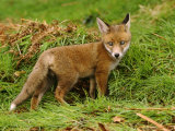 Red Fox, UK Photographic Print by Jonathan Gale