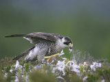 Peregrine Falcon, Plucking Pigeon, Scotland Photographie par Mark Hamblin