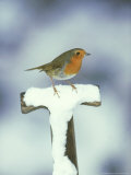 Robin, Perched on Spade Handle in Snow, UK Photographie par Mark Hamblin