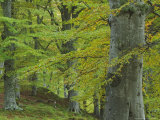 Beech Woodland in Autumn, Scotland Photographic Print by Mark Hamblin