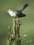 Cuckoo, Cuculus Canorus Male Perched on Post Derbyshire, UK Photographie par Mark Hamblin