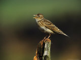 Skylark Photographie par Mark Hamblin