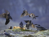 Hooded Crows, and Ravens, Feeding, Norway Photographie par Mark Hamblin