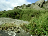 Adder, Vipera Berus on Rock Showing Habitat UK Lámina fotográfica por Mark Hamblin