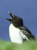 Razorbill, Alca Torda Calling, Scotland Photographie par Mark Hamblin
