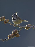 Crested Tit, Adult Backlit, Scotland Photographic Print by Mark Hamblin