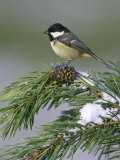 Coal Tit, Perched on Pine Branch in Winter, UK Photographic Print by Mark Hamblin Coal Tit, Perched on Pine Branch in Winter, UK Photographic Print by Mark Hamblin