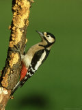 Great Spotted Woodpecker, Portrait Photographie par Mark Hamblin