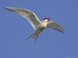 Arctic Tern, Adult in Flight, Iceland Photographic Print by Mark Hamblin