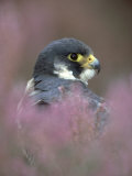 Peregrine Falcon, Falco Peregrinus, Close-up Amongst Heather Lámina fotográfica por Mark Hamblin Peregrine Falcon, Falco Peregrinus, Close-up Amongst Heather Lámina fotográfica por Mark Hamblin
