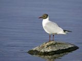 Blackheaded Gull on Rock in Summer Plumage, Scotland Lámina fotográfica por Mark Hamblin