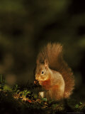 Red Squirrel, Scotland Photographie par Mark Hamblin