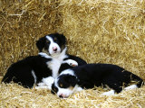 Border Collie Photographic Print by Mark Hamblin