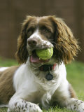 Springer Spaniel, Scotland Photographic Print by Mark Hamblin
