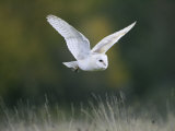 Barn Owl, Adult in Flight, Scotland Photographie par Mark Hamblin