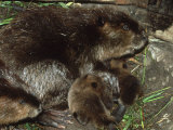Mark Hamblin - Canadian Beaver, Castor Canadensis Female with Young - Fotografik Baskı