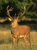 Red Deer, Cervus Elaphus, UK Photographic Print by Mark Hamblin