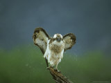 Osprey, Pandion Haliaetus Adult Male Perched Shaking Wings, Scotland, UK Photographie par Mark Hamblin