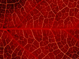 Close-up Detail of Veins In, Leaf of Virginian Creeper October, Scotland Photographic Print by Mark Hamblin