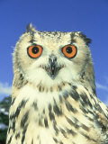 Bengal Eagle Owl, Bubo Bengalensis Photographic Print by Mark Hamblin