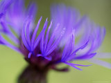 Cornflower, Close-up of Flower Head, Scotland Lámina fotográfica por Mark Hamblin