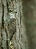 Goshawk, Peering from Between Trees Fotografie-Druck von Mark Hamblin