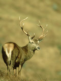 Red Deer, Cervus Elaphus Stag on Moorland Scotland, UK Photographic Print by Mark Hamblin