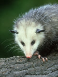 Opossum, Didelphis Marsuplalis Close-up Portrait Lámina fotográfica por Mark Hamblin
