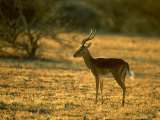 Impala, Aepyceros Melampus Melampus Male in Dry Grassland Botswana, Southern Africa Lámina fotográfica por Mark Hamblin Impala, Aepyceros Melampus Melampus Male in Dry Grassland Botswana, Southern Africa Lámina fotográfica por Mark Hamblin