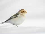 Snow Bunting, Adult Female, Scotland Photographie par Mark Hamblin