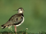 Lapwing, Adult on Grassy Hummock Scotland, UK Lámina fotográfica por Mark Hamblin Lapwing, Adult on Grassy Hummock Scotland, UK Lámina fotográfica por Mark Hamblin