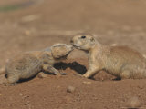 Black-Tailed Prairie Dog Fotografisk tryk af Mark Hamblin Black-Tailed Prairie Dog Fotografisk tryk af Mark Hamblin