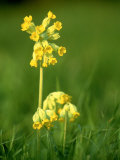 Cowslip Photographic Print by Mark Hamblin