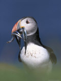 Atlantic Puffin, Close-up of Adult with Sand Eels, Scotland Photographie par Mark Hamblin