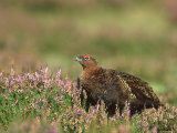 Red Grouse, Lagopus Lagopus Scoticus Male on Heather UK Photographie par Mark Hamblin