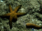 Seastar, Queensland, Australia Lámina fotográfica por Karen Gowlett-holmes