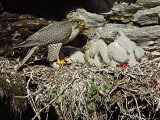 Gyr Falcon, Adult Female Feeding Chicks at Nest Site, Sweden Photographie par Mark Hamblin