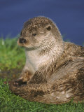 European Otter, Close-up of Female Photographic Print by Mark Hamblin