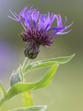 Cornflower, Close up of Flower Head, Scotland Photographie par Mark Hamblin