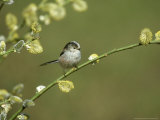 Long-Tailed Tit, Aegithalos Caudatus, Yorkshire, UK Photographic Print by Mark Hamblin
