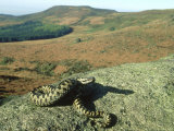 Adder, Male on Rock, UK Lámina fotográfica por Mark Hamblin