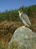 Peregrine Falcon, Falco Peregrinus Male Perched on Rock St. Rathspey, UK Photographic Print by Mark Hamblin