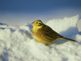 Yellowhammer, Emberiza Citrinella Male Perched in Snow Str Athspey, Scotland Photographie par Mark Hamblin