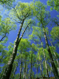Silver Birch, Trees in Early Spring, Scotland, UK Fotografie-Druck von Mark Hamblin