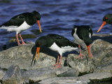 Oystercatcher, Pair Displaying on Rock, Scotland Lámina fotográfica por Mark Hamblin Oystercatcher, Pair Displaying on Rock, Scotland Lámina fotográfica por Mark Hamblin
