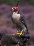 Peregrine Falcon, Falco Peregrinus Photographie par Mark Hamblin